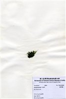 藏品(偏列羽藻)的圖片